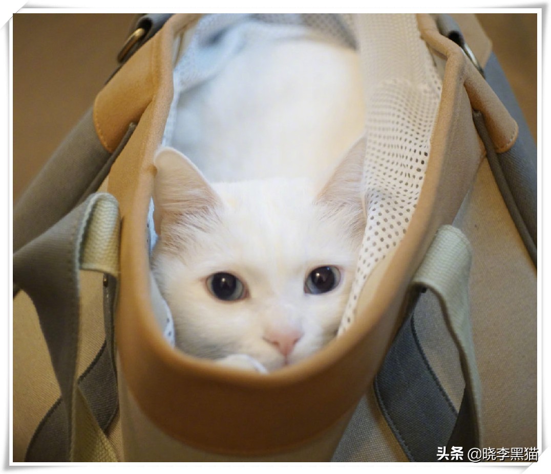 “情商”180，一只“社会”的小猫咪是怎么样炼成的？今天来教你