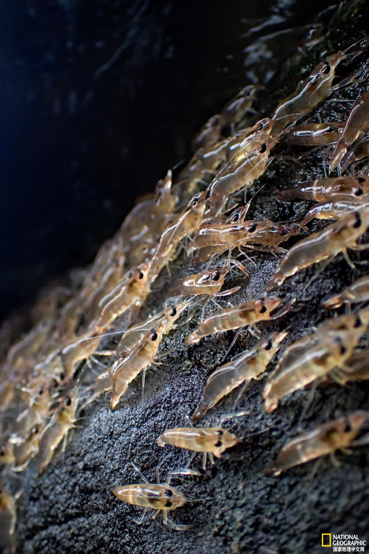 这些上岸夜游的虾虾，每年会吸引超过10万名游客