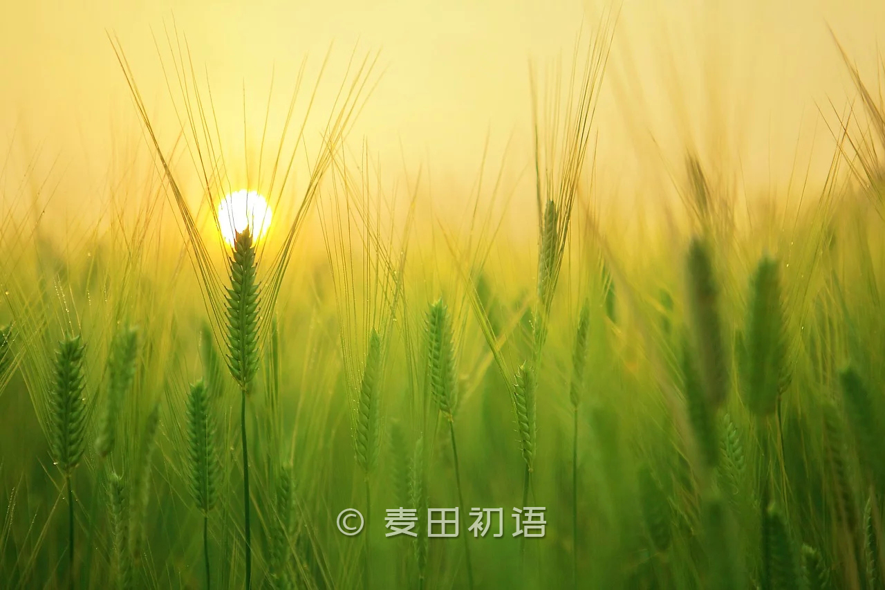 小麦面粉做面包教程,烘焙入门用什么高筋面粉