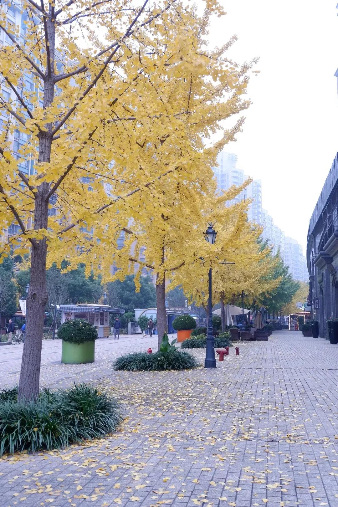 古北为什么是富人区,没落的豪宅区古北