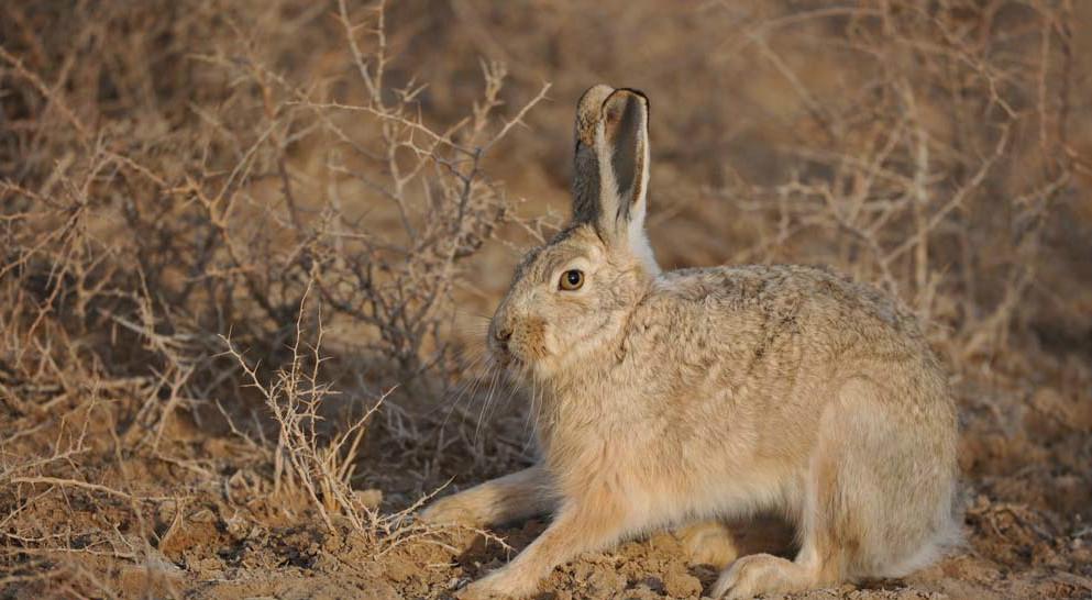 曹县魏湾镇各村姓氏分布,曹县魏湾地名