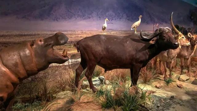 有哪些好玩的地方适合儿童深圳,深圳适合小朋友玩的8个免费景点