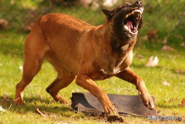 马犬凭什么叫板德牧一哥,为什么马犬取代德牧是军犬