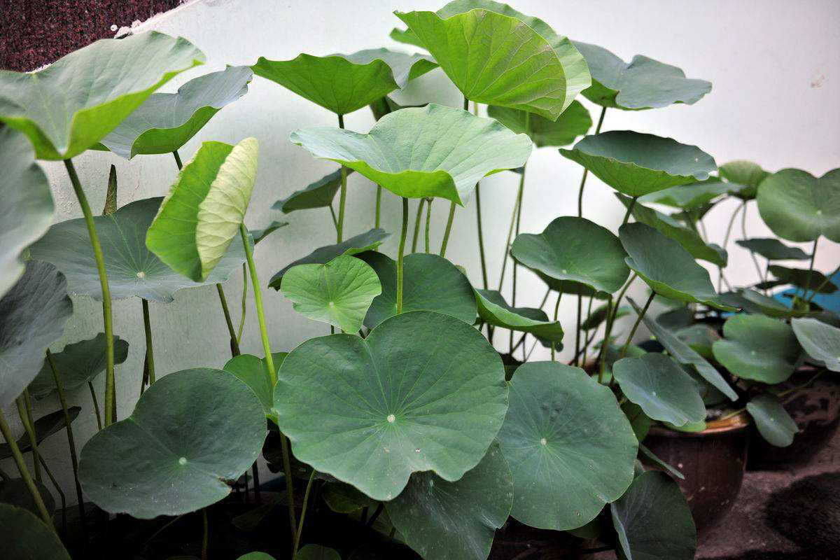 庭院养殖荷花怎么才能开花,有院子养什么花