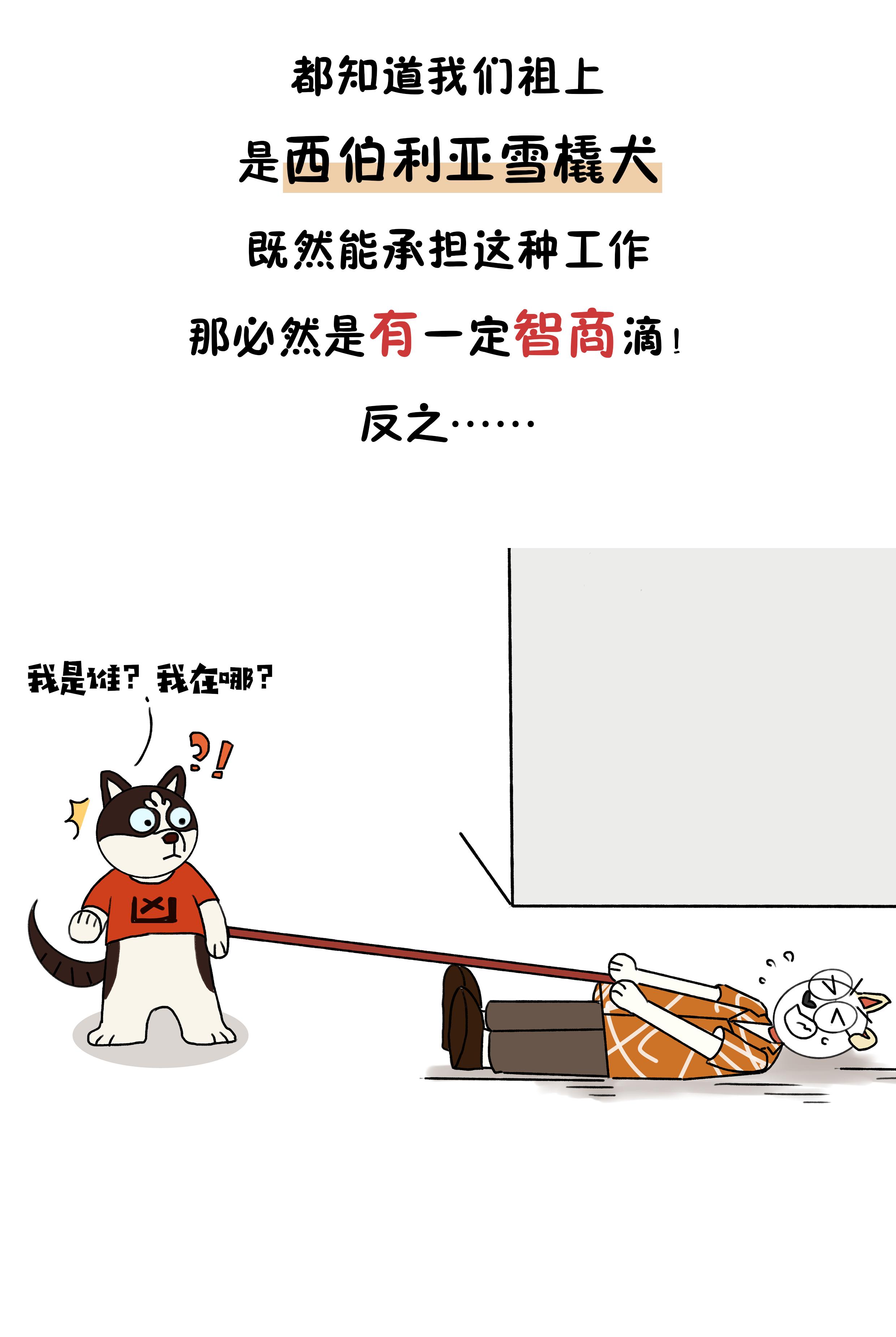 作为狗界泥石流,哈士奇当真这么笨?辟谣:服从性不等于智商