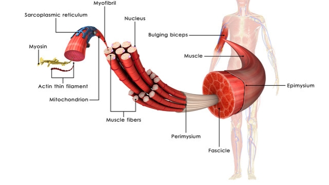 骨折愈合了为什么还会痛,骨折好了为什么还肿还疼