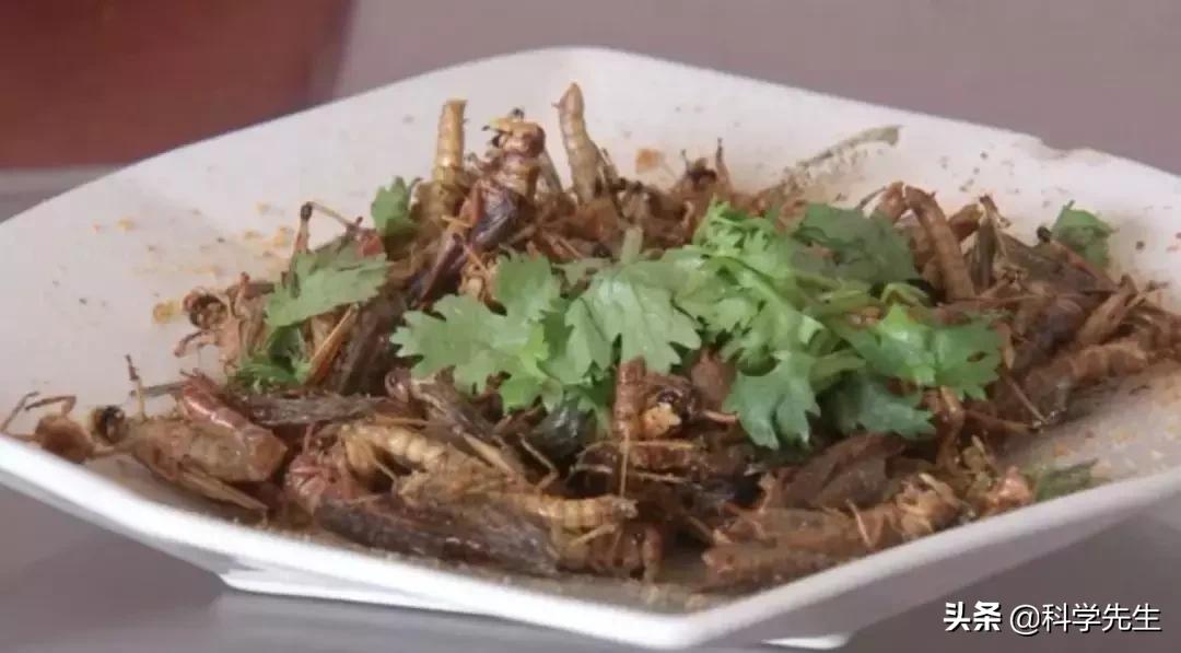 蚂蚱酱销量,销量蚂蚱