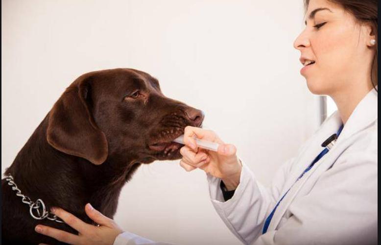 狗肾衰竭最好的治疗方法,狗肾衰竭的特效药