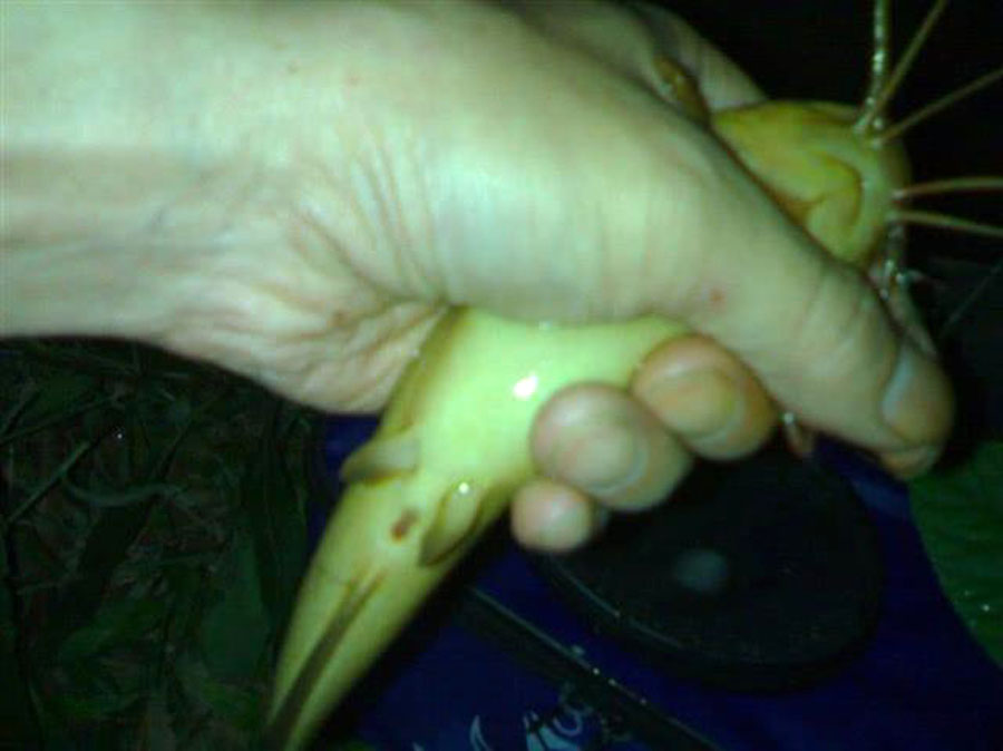 夜钓小河七星漂,夜钓小河沟用路亚