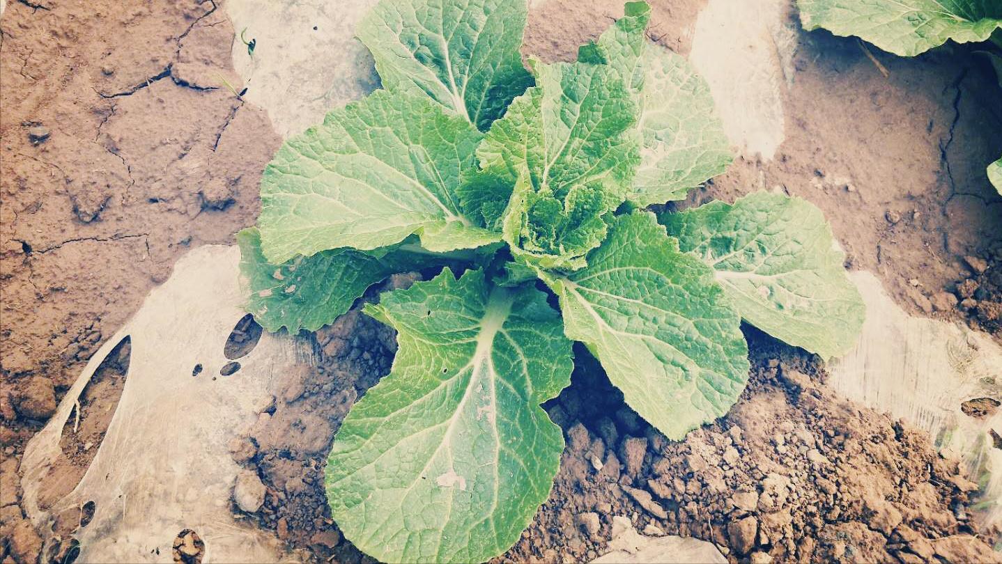 白菜幼苗怎么处理,白菜黄叶小妙招治疗