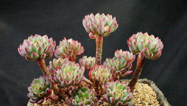 多肉长成树开花怎么办,多肉水桩变老桩杆子会变细吗
