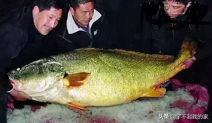 贵！贵！贵！贵！就算你一辈子不吃不喝也买不起！