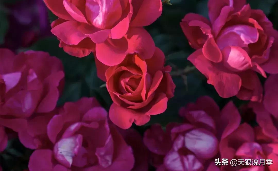 抗病性好的月季推荐,哪些月季品种抗病强