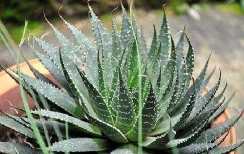 芦荟冬季发红了是什么原因,芦荟叶片发黄发黑怎么回事