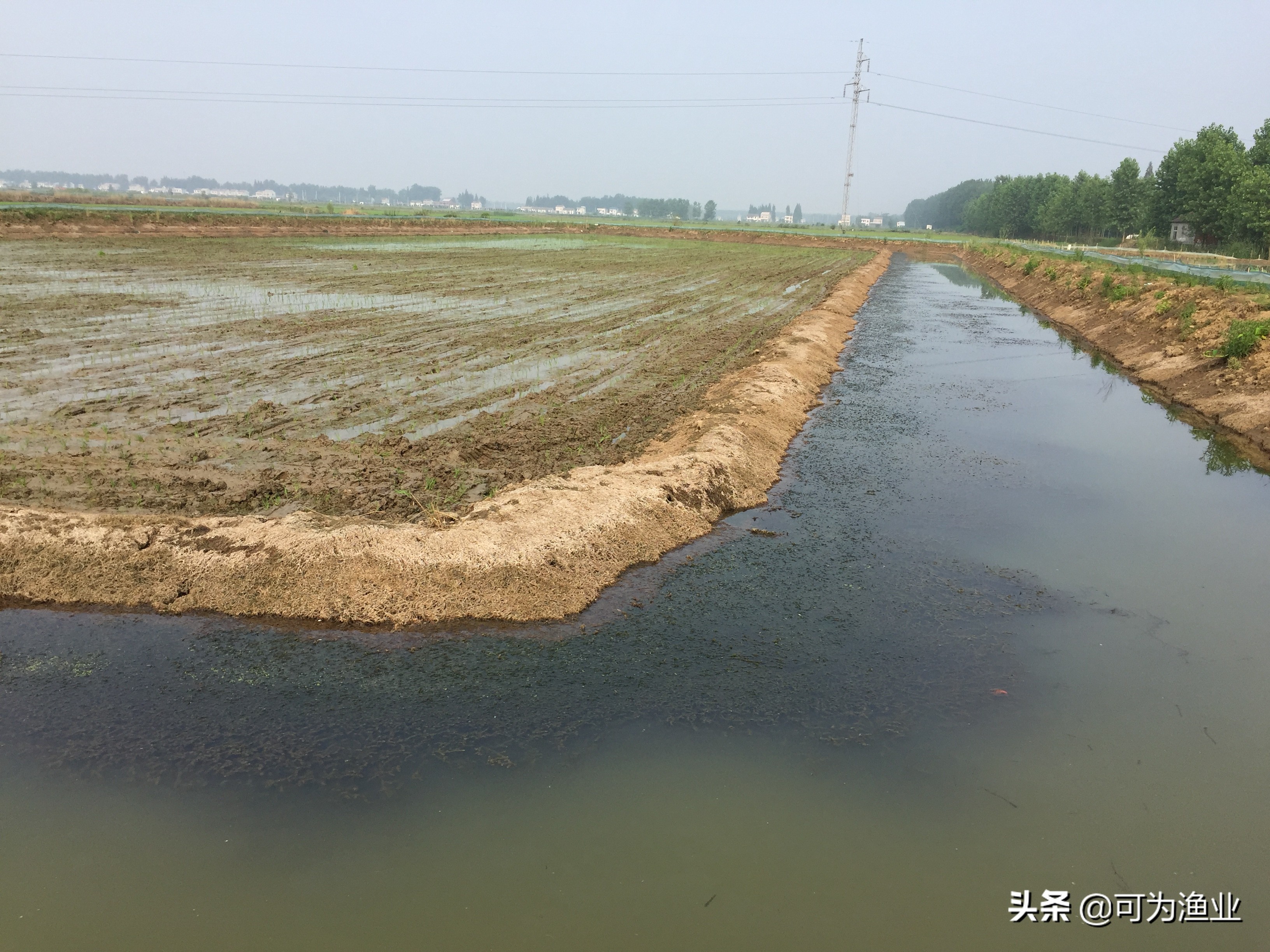 小龙虾无草无料养殖模式,潜江小龙虾养殖模式