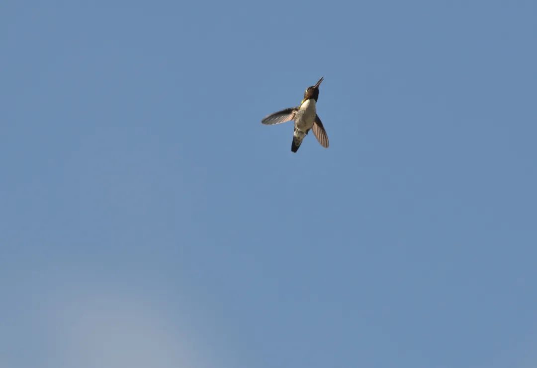 吸蜜蜂鸟：惊艳森林的彩虹小宝石