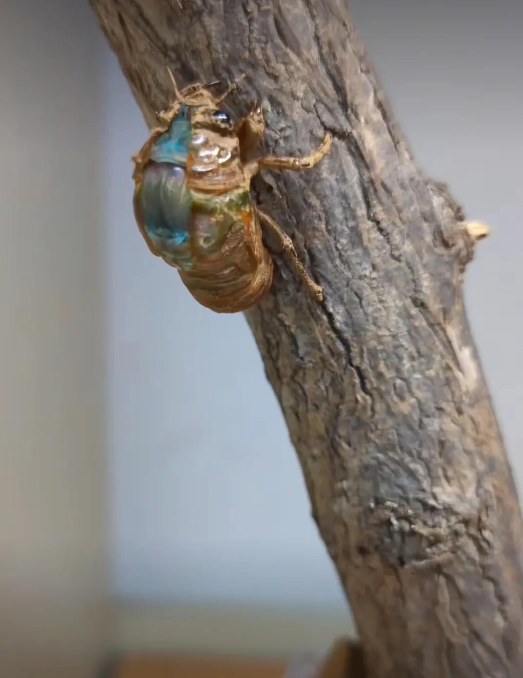 蝉的意象内涵,蝉的禅意人生感悟