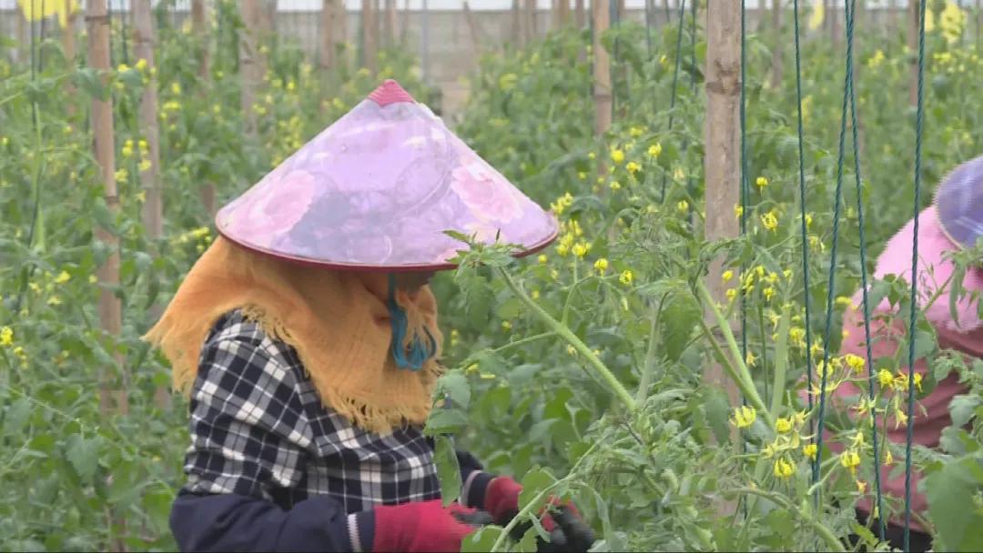 特色农业致富模式,农业致富新道路