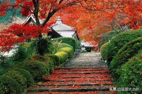 香山红叶几月去最好香山用预约吗,去北京香山看红叶别去爬山吗