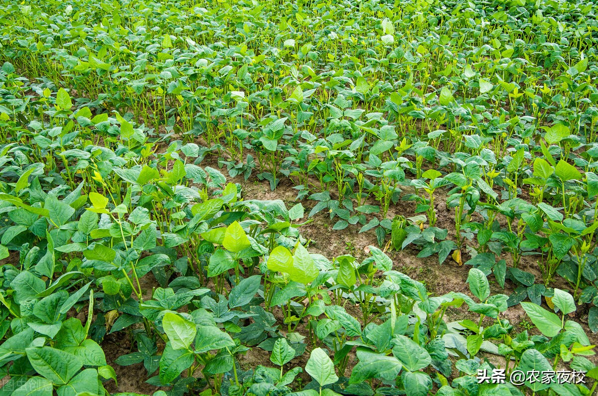 种的豆角长得不好是什么原因,种豆角如何管理才能让豆角结多