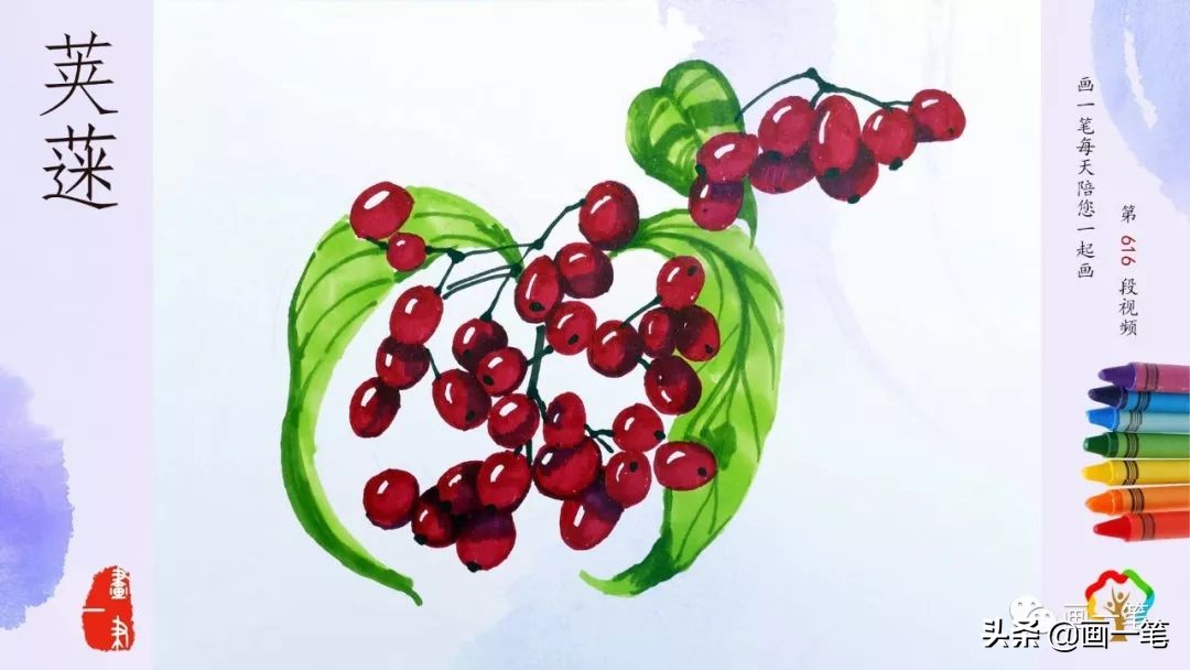 红心石楠图片怎么画,石楠树图片简笔画