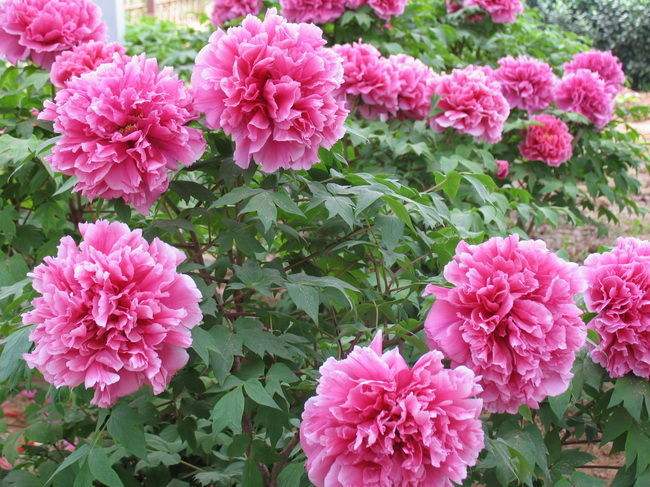 牡丹虽好不结果,牡丹三百年不开花