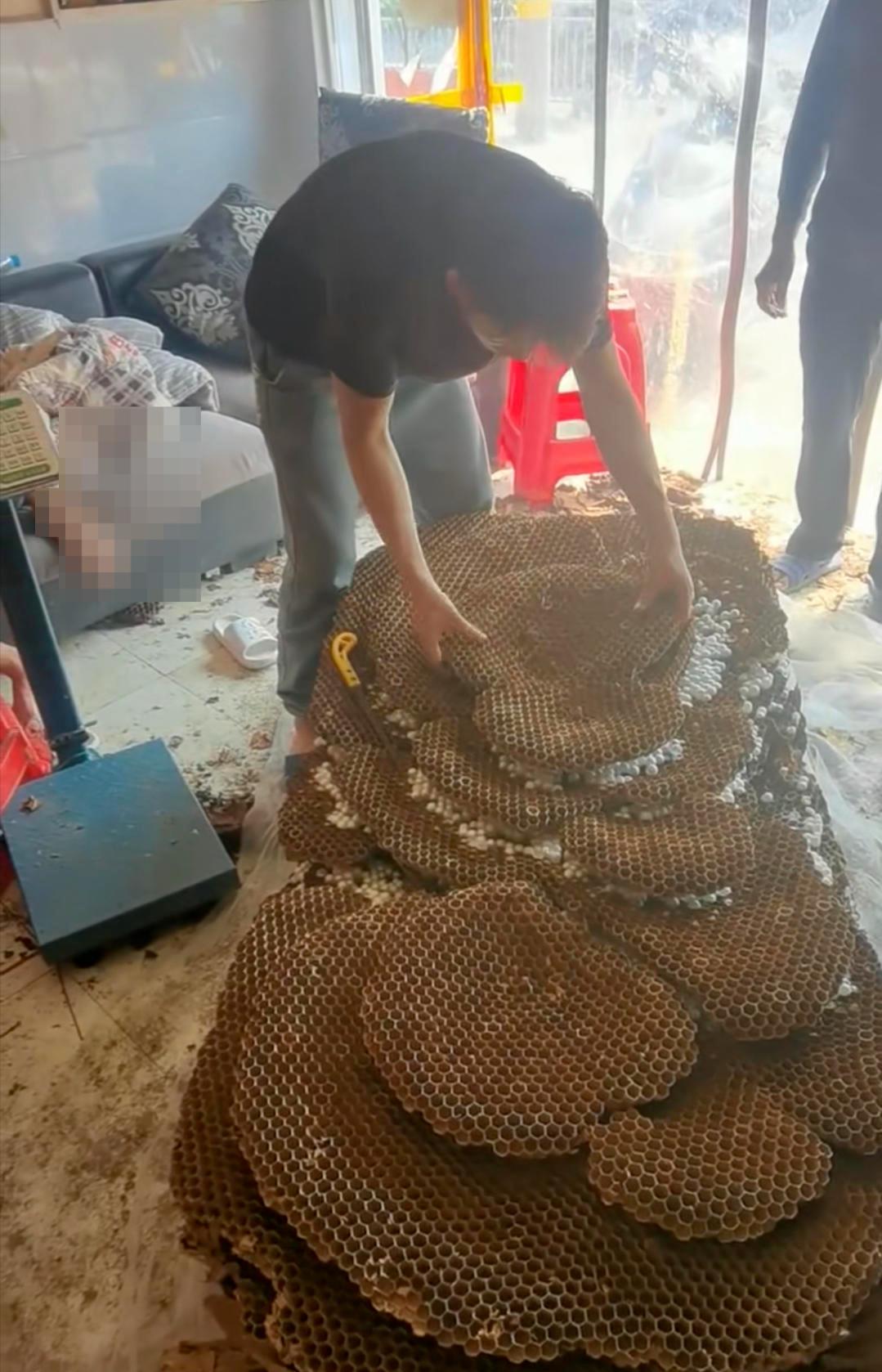 罕见!四川一男子收获2.4米196斤红娘大黑蜂蜂窝,它究竟有多毒?