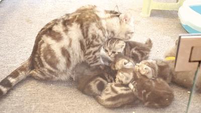 吃饭玩耍一体店,吃饭撸猫二选一