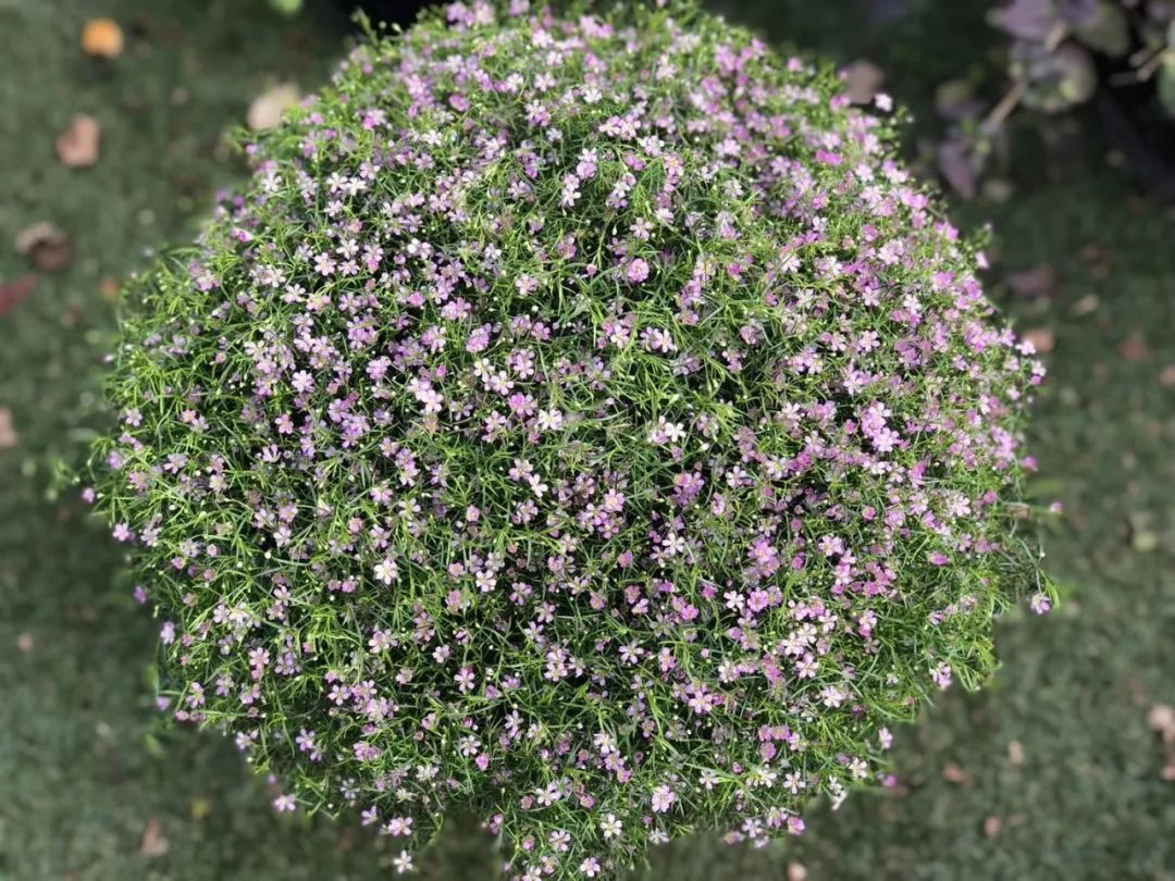 适合阳台养的四季开花有花香的花,花期长耐热耐寒又好养的花卉