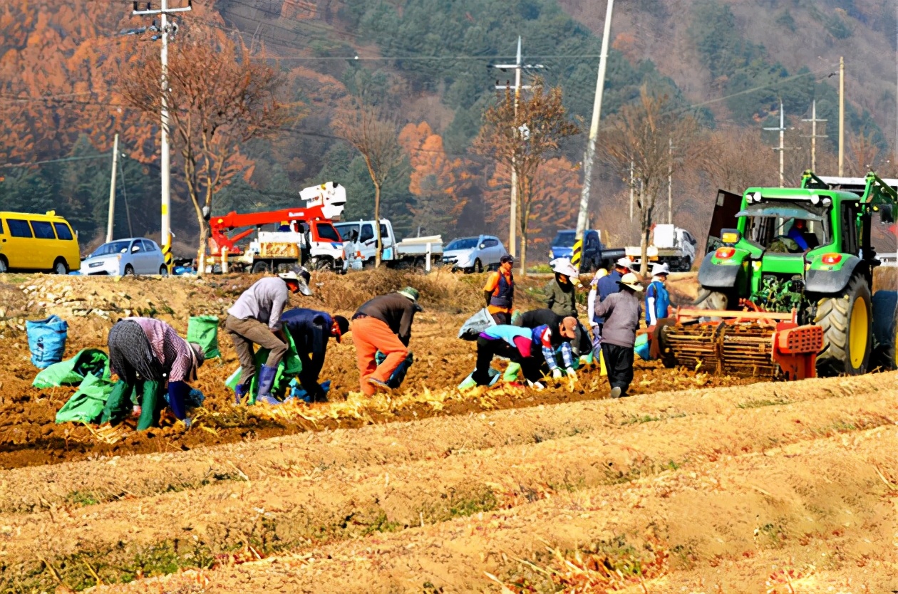 高丽参和人参的差别,中国人参韩国人包装成高丽参