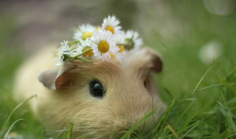 短逆毛荷兰猪可以养到几岁,养荷兰猪需要准备什么东西