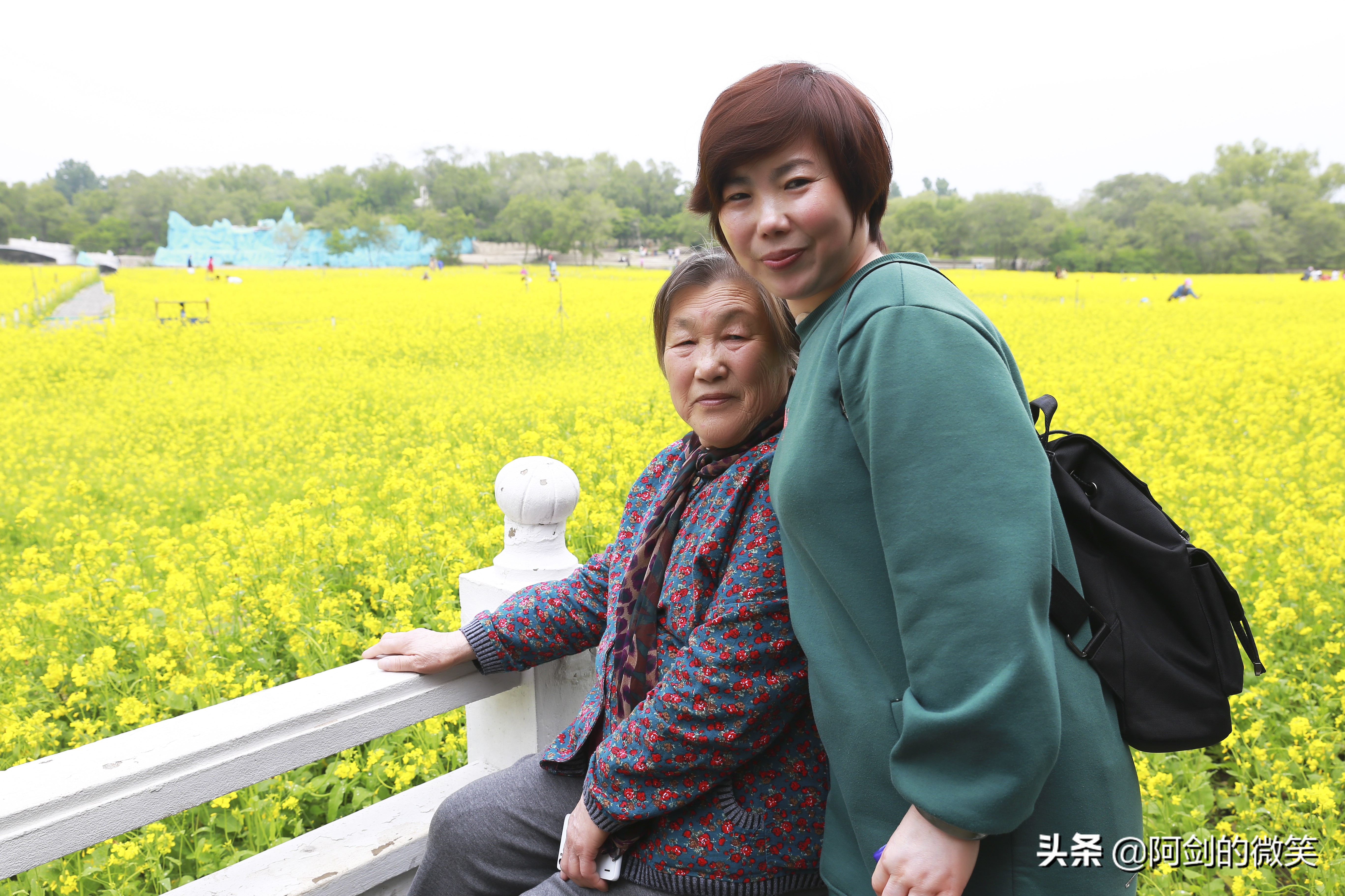 沈阳十一假期哪里有花海,沈阳玫瑰小镇温泉花海两日游