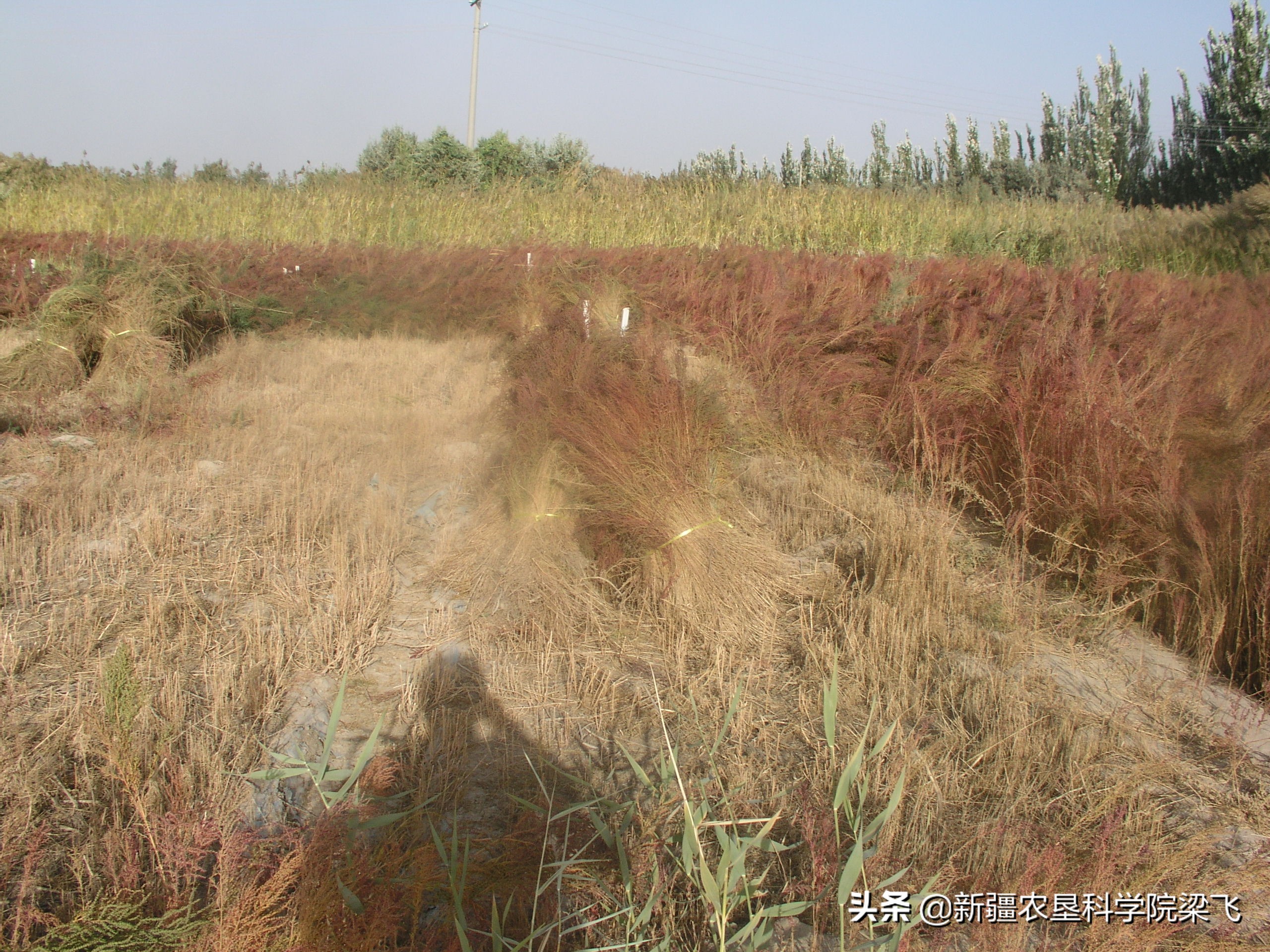 盐碱地碱蓬用海水灌溉吗,盐碱地种植碱蓬有收益吗