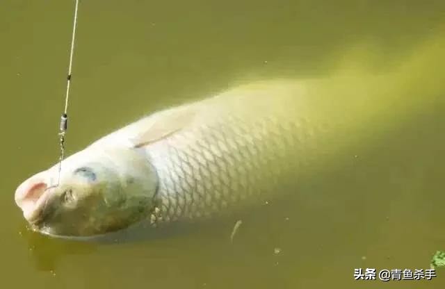 野钓草鱼如何选择钓点,如何钓草鱼最佳钓法