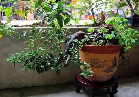 盆栽桔子的品种视频,柑橘的盆栽