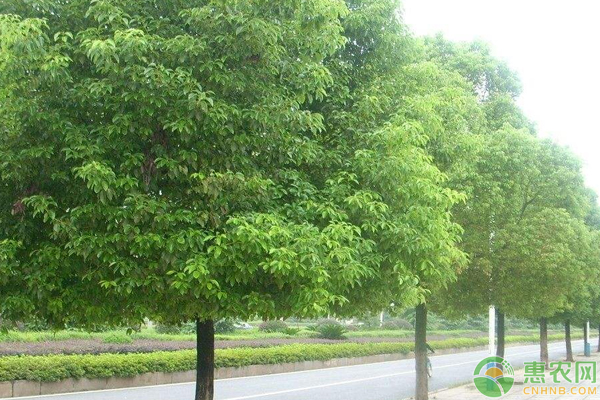 香樟怎么育苗,香樟树种子怎么育苗