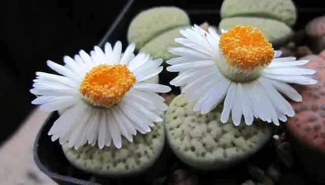 多肉生石花好看视频,多肉生石花开图