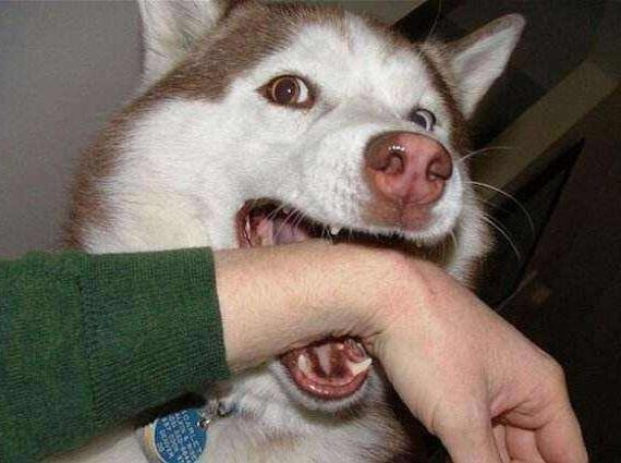 小狗爱咬花怎么处理,小狗爱咬脚怎么办