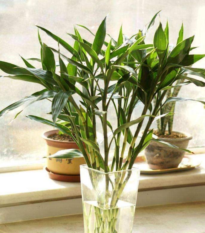 富贵竹零下怎么养才能更旺盛,这四点让你终生受用