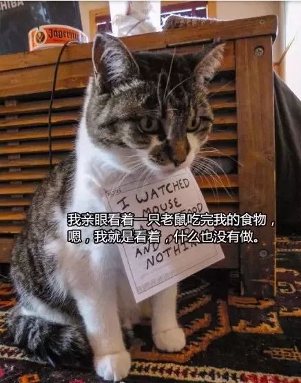 猫猫静悄悄歌曲,当猫猫静悄悄地过去偷吃你的东西