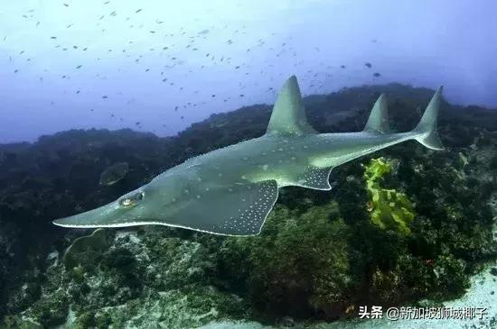 新加坡超市卖的一种糖,新加坡奇葩的东西