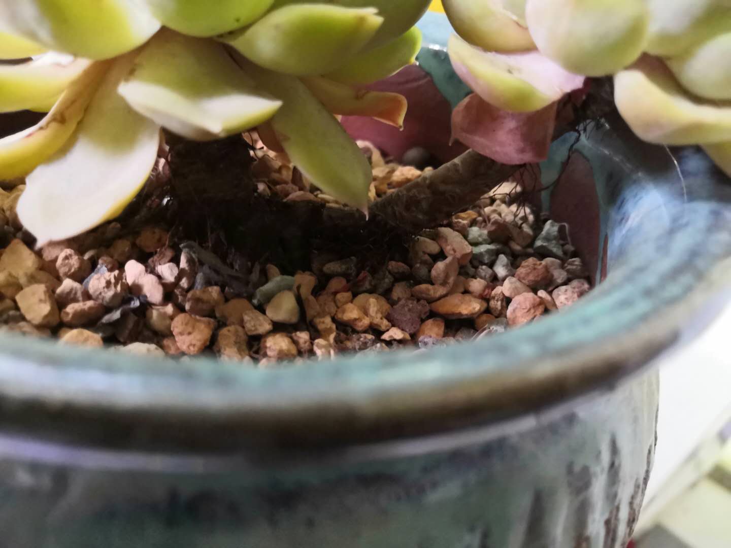 从鼻屎苗到老桩,时光里的蜕变