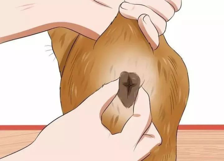 来聊聊猫咪狗狗的事,爱宠常见肠道问题