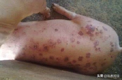 夏季猪疫病防治,猪皮肤病大全及治疗方案