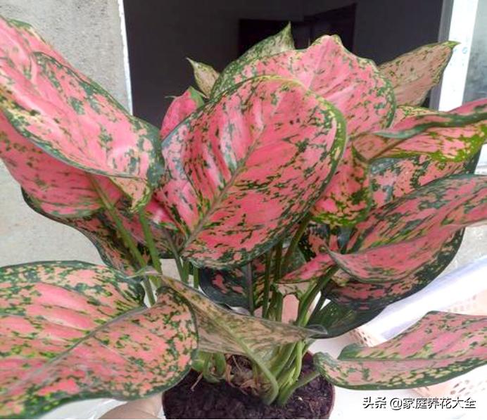 花叶红叶万年青,红叶万年青有什么品种