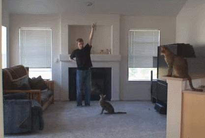 猫咪到底能跳多高,猫咪能跳多高