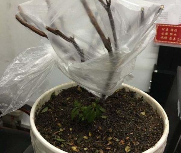 杜鹃花怎么养不长高呢,杜鹃花如何养才会长得更旺盛