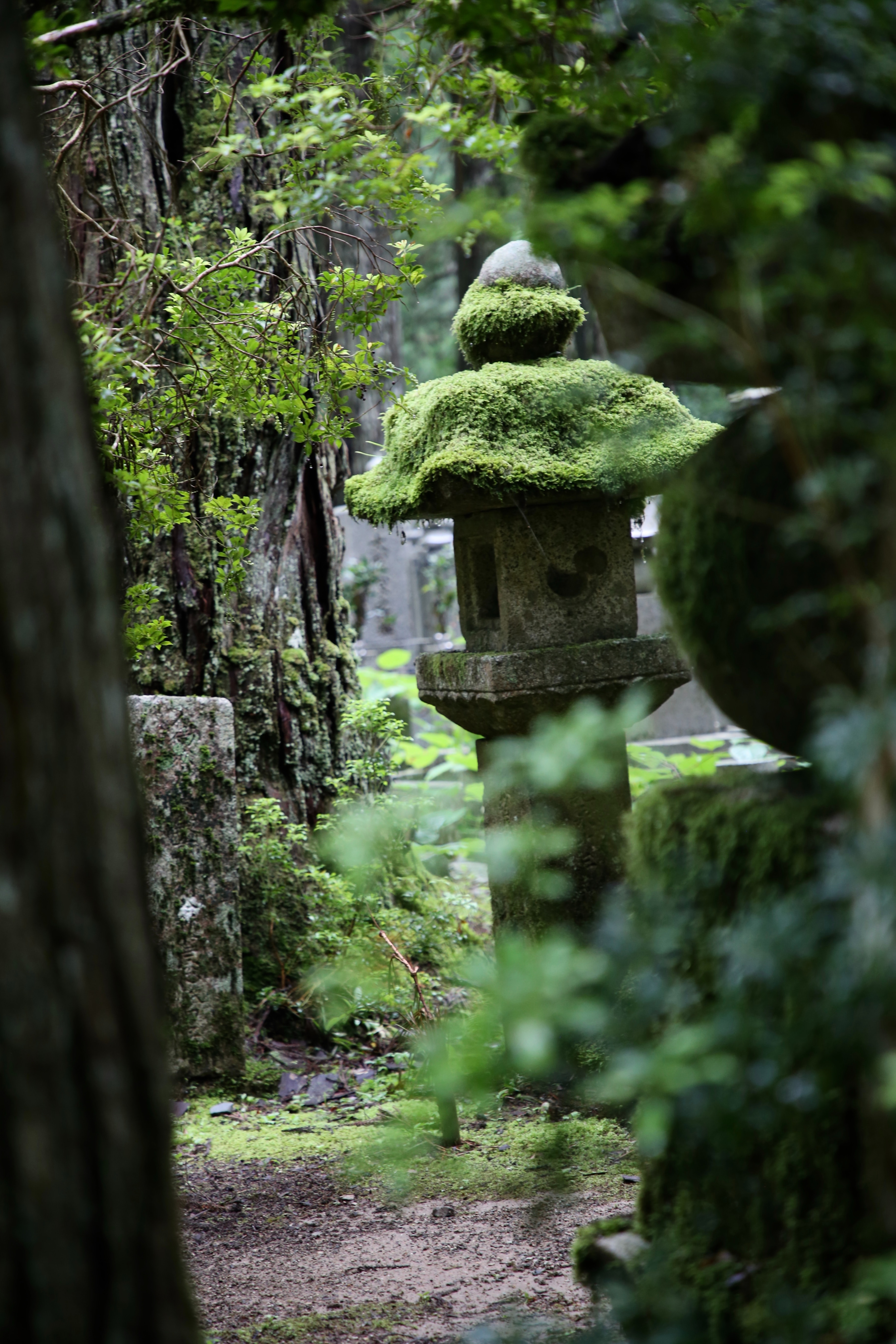 被误解了千年的“一枝红杏出墙来”，原来是什么意思？