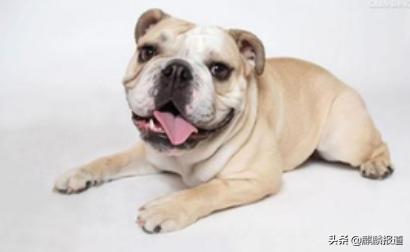 金毛禁养犬名单曲靖,曲靖麒麟区城区养犬标准规定