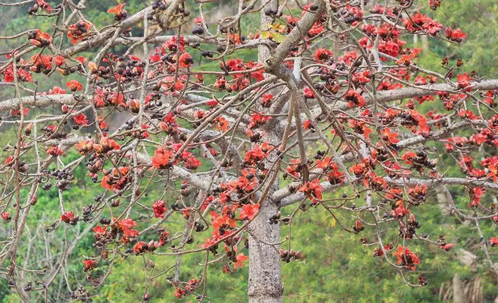 绿化用苗有哪些好品种,现在春季绿化都有哪些绿化苗